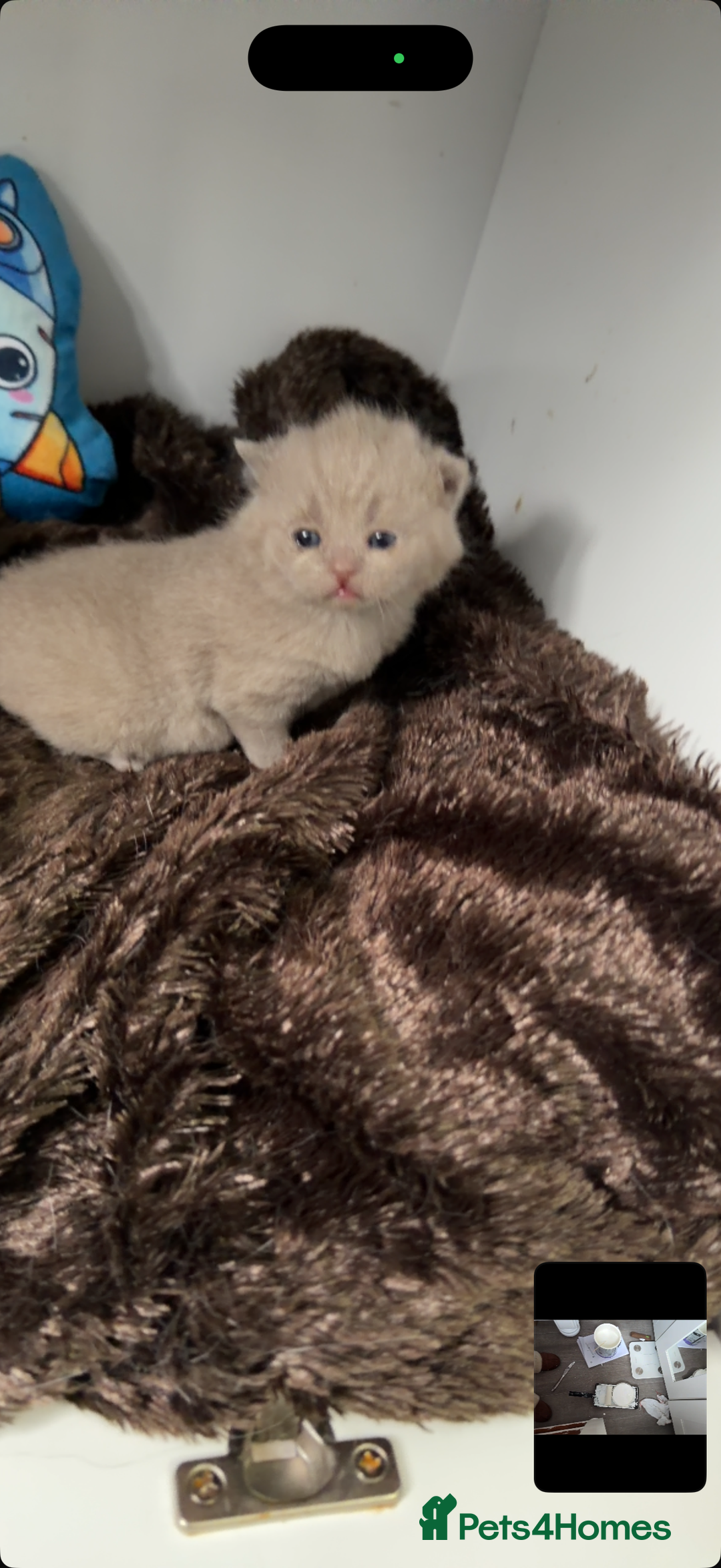 British Shorthair cats for sale: British short hair kittens  - Advert 2