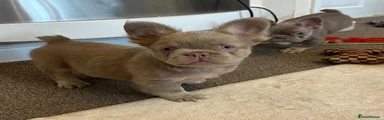 French Bulldog Puppy 1