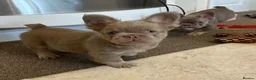 French Bulldog dogs for sale: Kc registered french bulldog puppies  - Advert 9