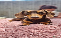 Dachshund dogs for stud: Charlie Boy - Image 2