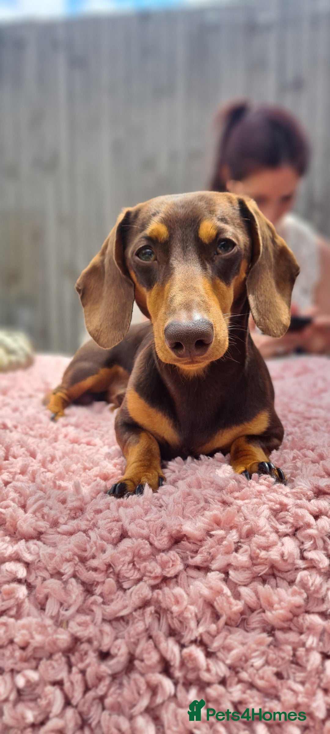 Dachshund dogs for stud: Charlie Boy - Image 2