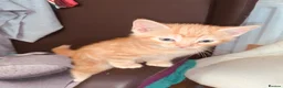 British Shorthair cats for sale: Lovely adorable Kittens FOR SALE Mixed Newquay  - Advert 25