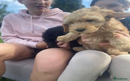 Aussiedoodle dogs for sale: Last Boy AussieDoodle Fully Vaccinated/Vet checked - Image 19