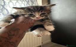 Mixed Breed cats for sale: 3tabby kittens to sale - Image 7