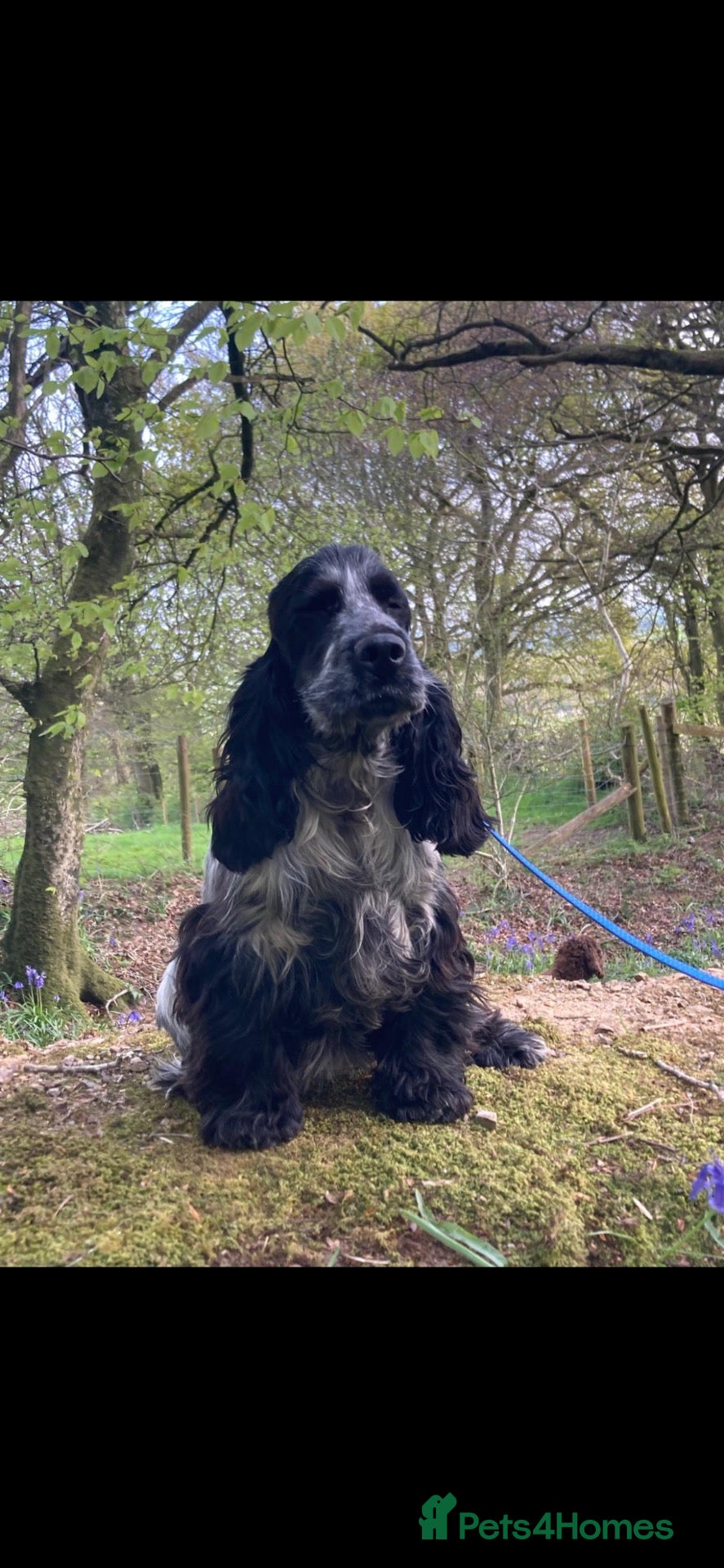 Cocker Spaniel dogs Cocker Spaniel  - Advert 1