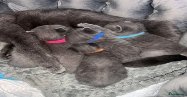 British Shorthair cats First Litter British Shorthair Pedigree Breed Blue - Advert 3