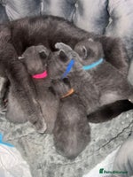 British Shorthair cats First Litter British Shorthair Pedigree Breed Blue - Advert 3