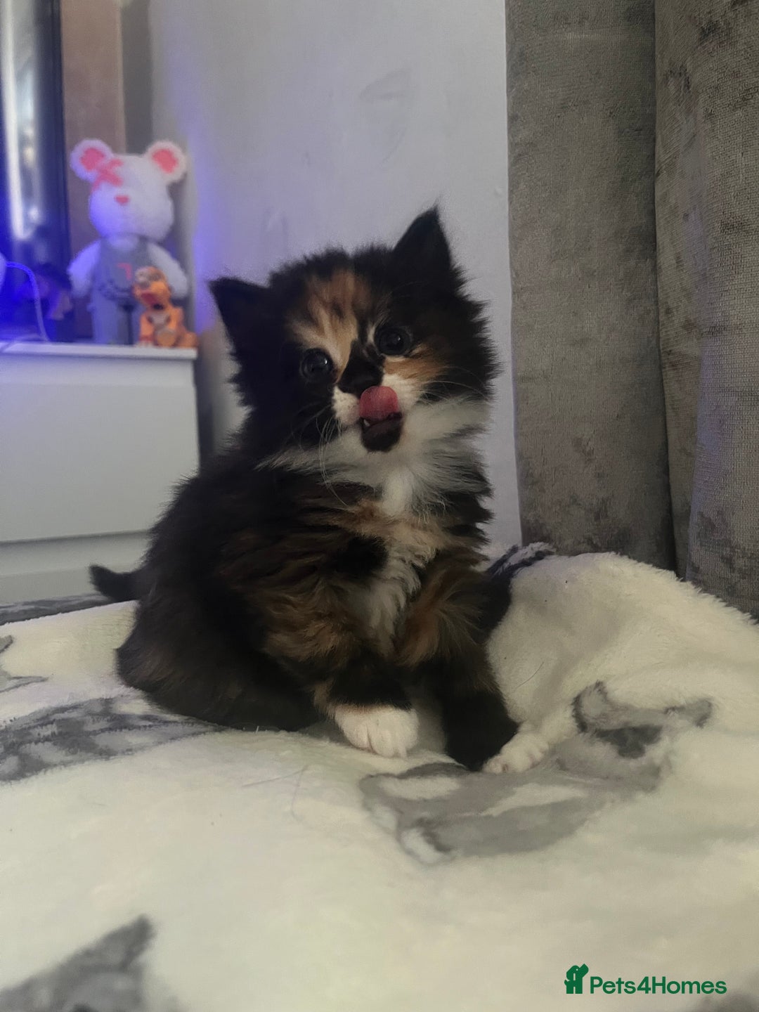 Mixed Breed cats for sale: 2 kittens left from litter of 4 - Advert 5