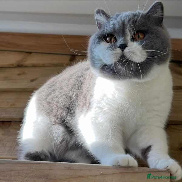 British Shorthair cats Beautiful girl  - Advert 2