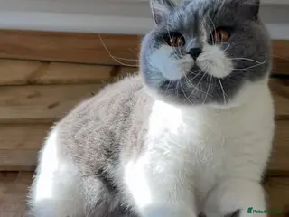 British Shorthair cats Beautiful girl - Advert 4