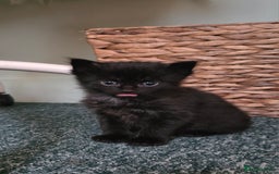 Mixed Breed cats for sale: One male and female tabby kittens  - Image 17