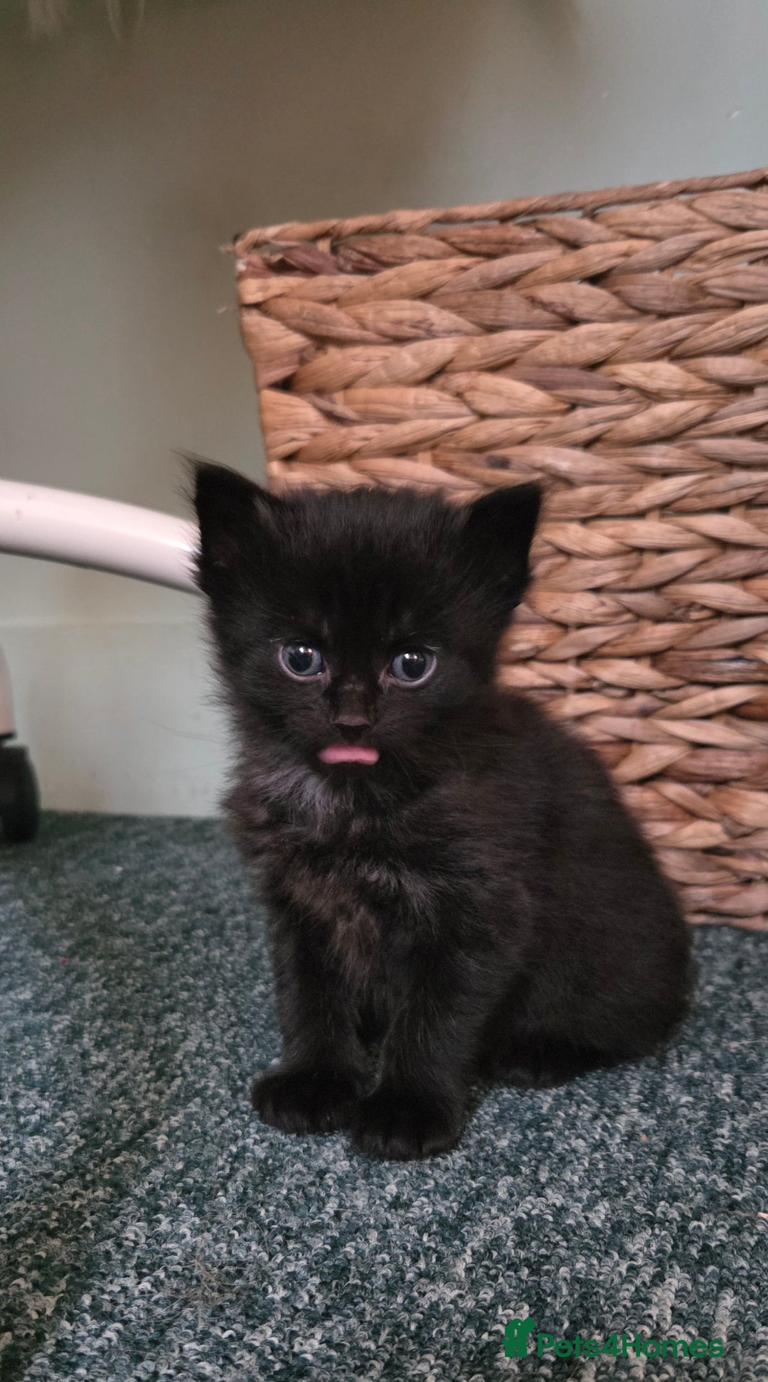 Mixed Breed cats for sale: One male and female tabby kittens  - Image 17