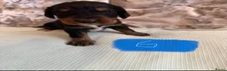 Cocker Spaniel dogs for sale: 8 cocker spaniel pups - Advert 8