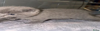 British Shorthair 3