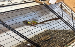 Conures birds for sale:  conures & lovebirds others - Image 4