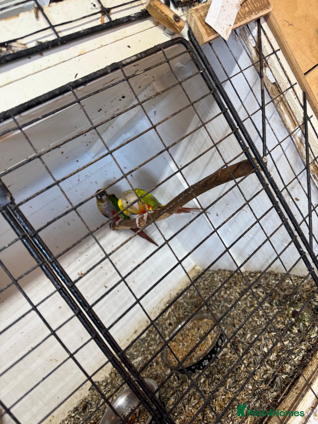 Conures birds for sale:  conures & lovebirds others - Image 4