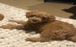 Mixed Breed dogs for sale: Toy Cockapoo puppies - Image 1