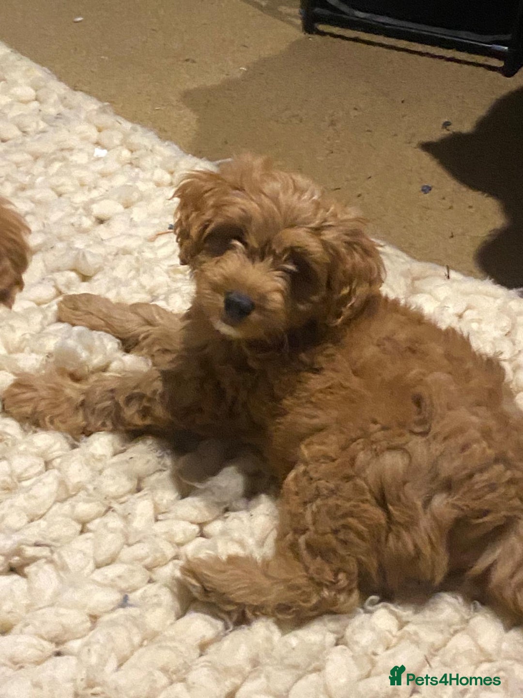 Mixed Breed dogs for sale: Toy Cockapoo puppies - Image 1