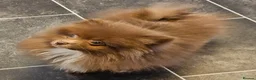 Pomeranian dogs for sale: READY TO LEAVE NOW Beautiful Boy KC pomeranian Pup - Advert 4