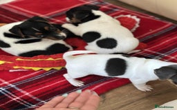 Jack Russell dogs for sale: Jack Russell Pure Breed Puppy’s  - Image 33