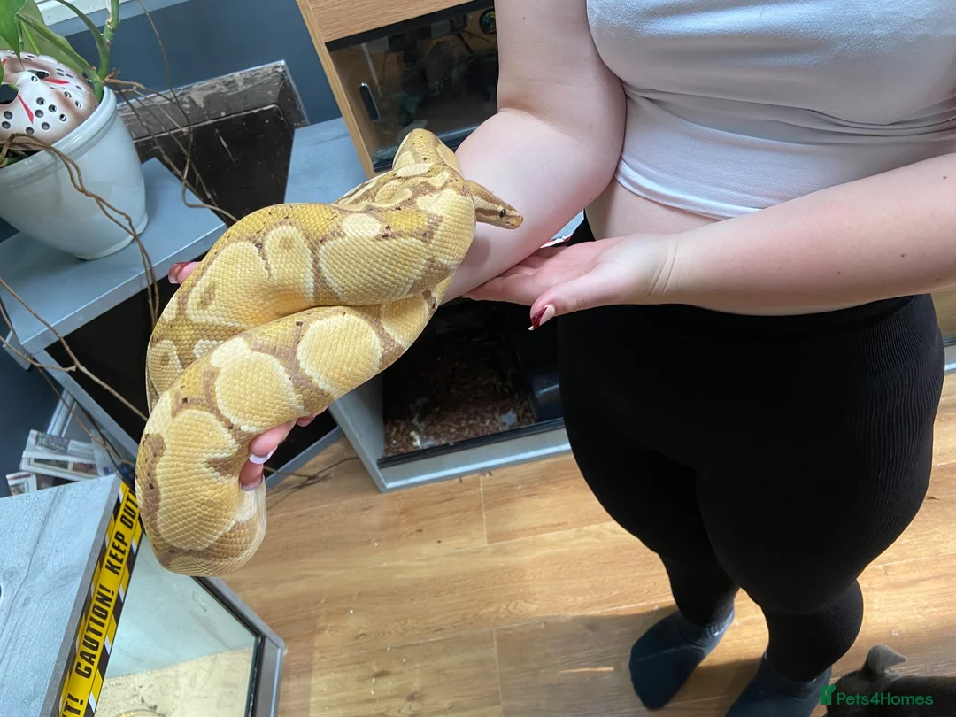 Mixed Breed reptiles for sale: 3 beautiful ball pythons 2 female one male  in Sheffield - Advert 2