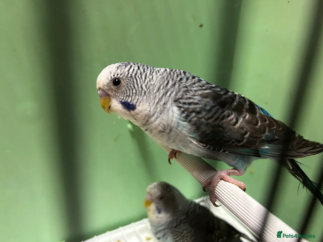 Budgerigars birds for sale: Black face and black wing budgies - Advert 5