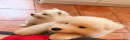 Samoyed dogs for sale: Samoyed  in London - Advert 8