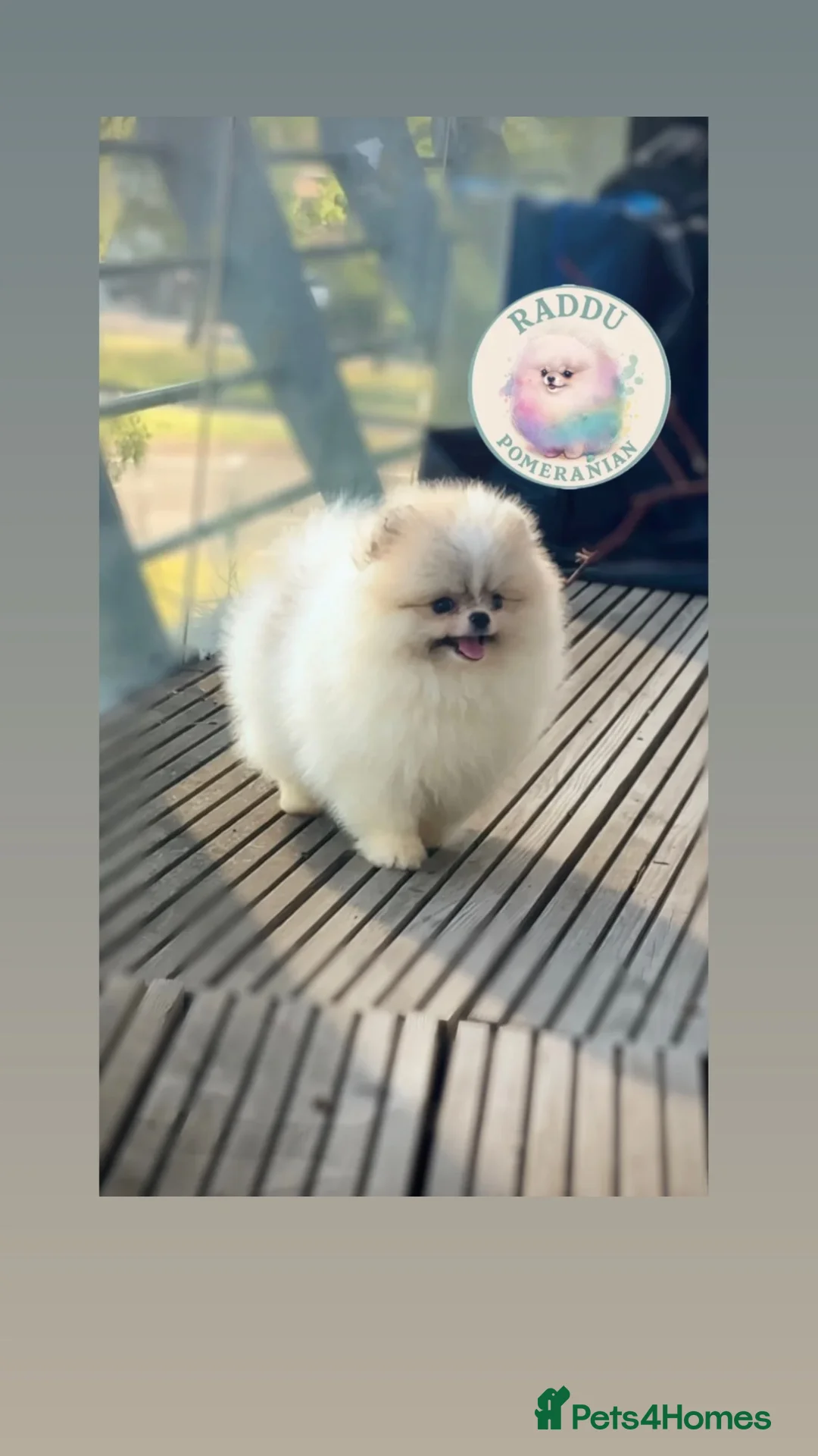 Pomeranian dogs for sale: Ready now 🧸 champion line🥇Koreanian line  - Advert 1