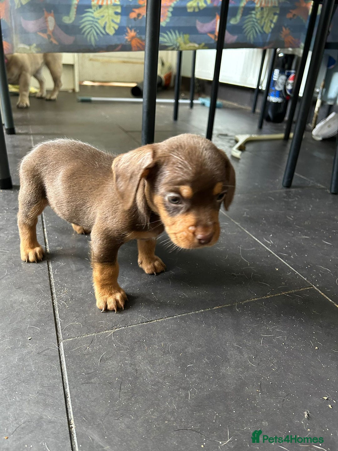 Mixed Breed dogs for sale: One lovely French Bulldog x Dachshund boy  Puppies - Image 7
