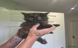 Ragdoll cats for sale: Ragdoll cross - Image 3