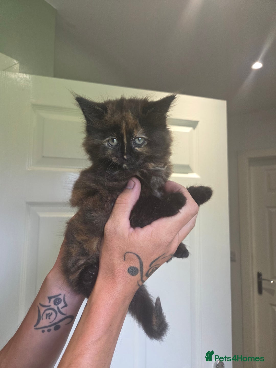 Ragdoll cats for sale: Ragdoll cross - Image 3