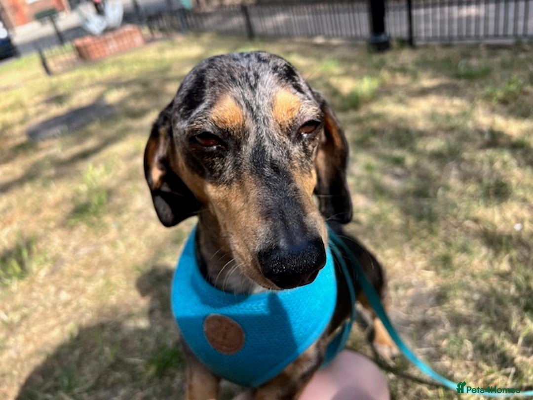 Dachshund dogs for sale: Adorable Male Dachshund Looking for a Loving Home - Image 7