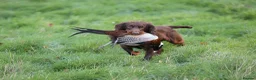 Cocker Spaniel dogs for sale: Working cocker spaniels pups for sale  in Aylesbury - Advert 3