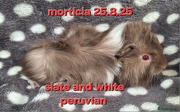 Guinea Pig rodents for sale: Adult and baby girl guinea pigs - Image 5