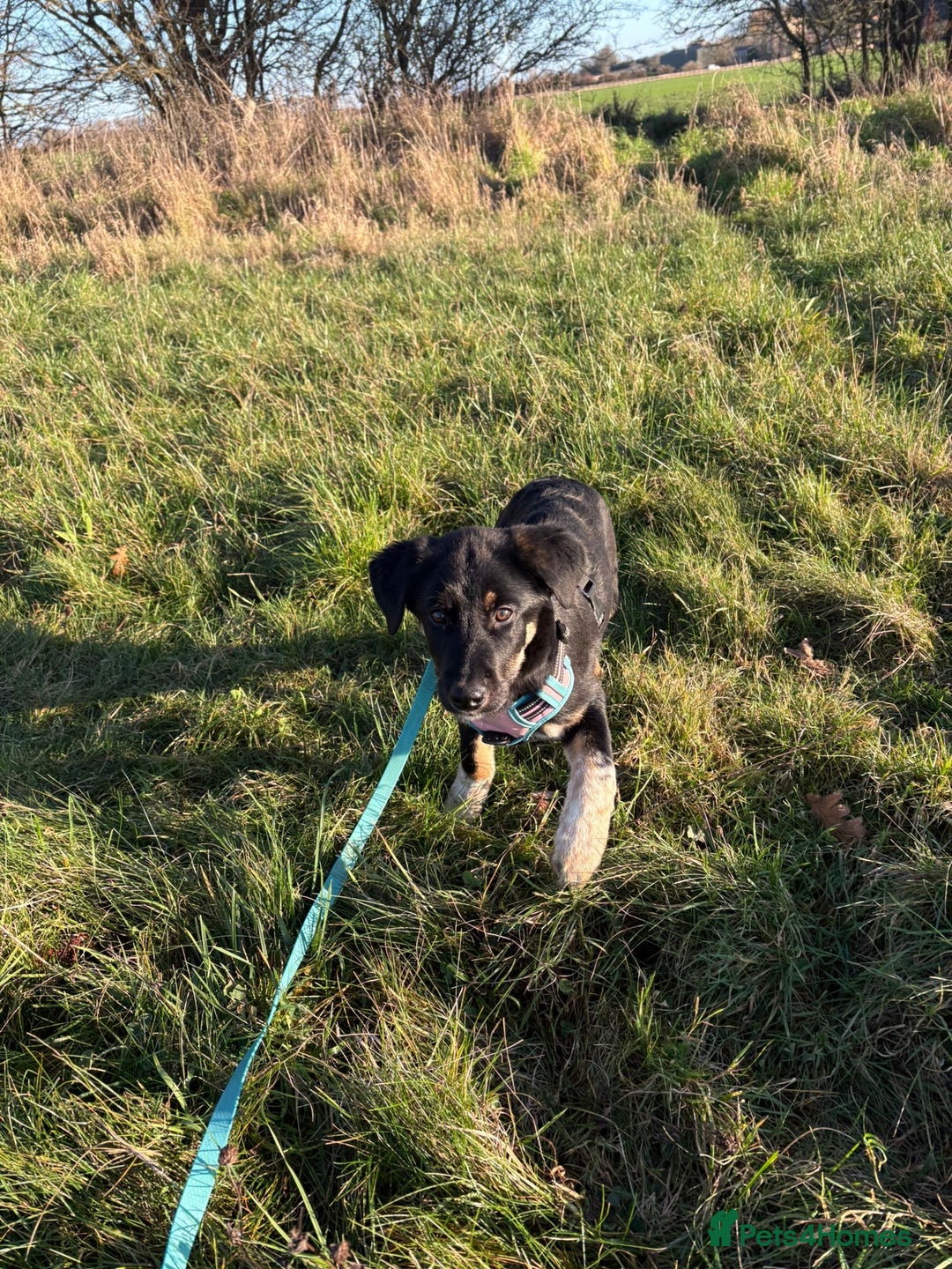 Mixed Breed dogs for adoption: Espresso  - Advert 7