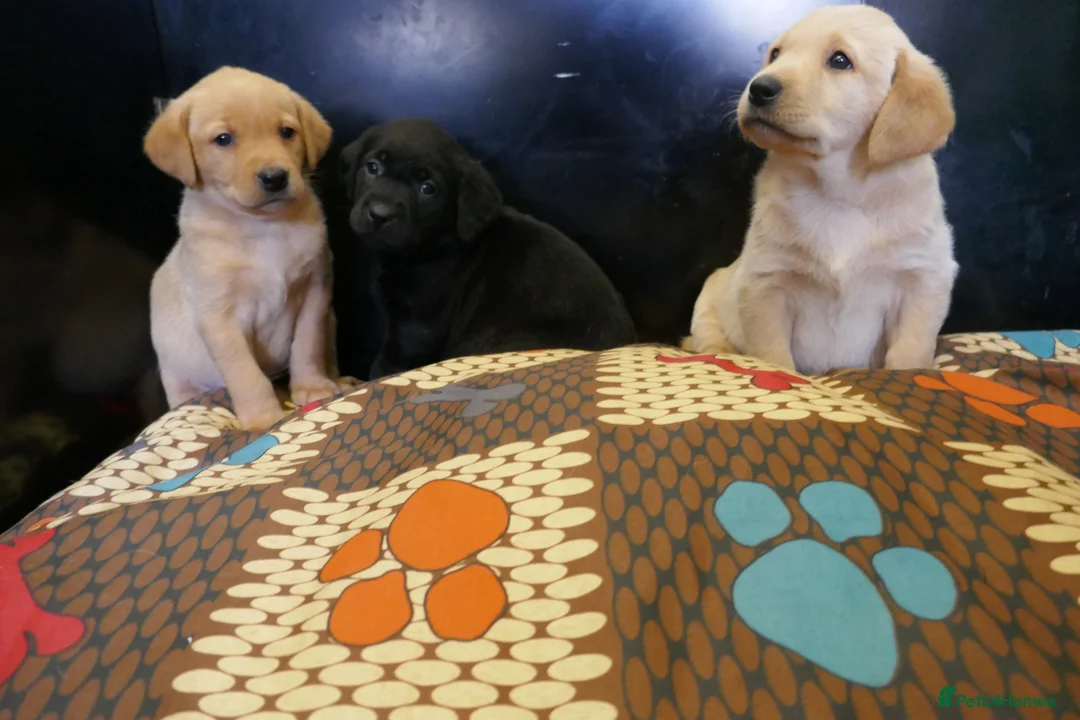 Labrador Retriever dogs for sale: ADORABLE LABRADOR PUPPIES KC REGISTERED - Advert 19