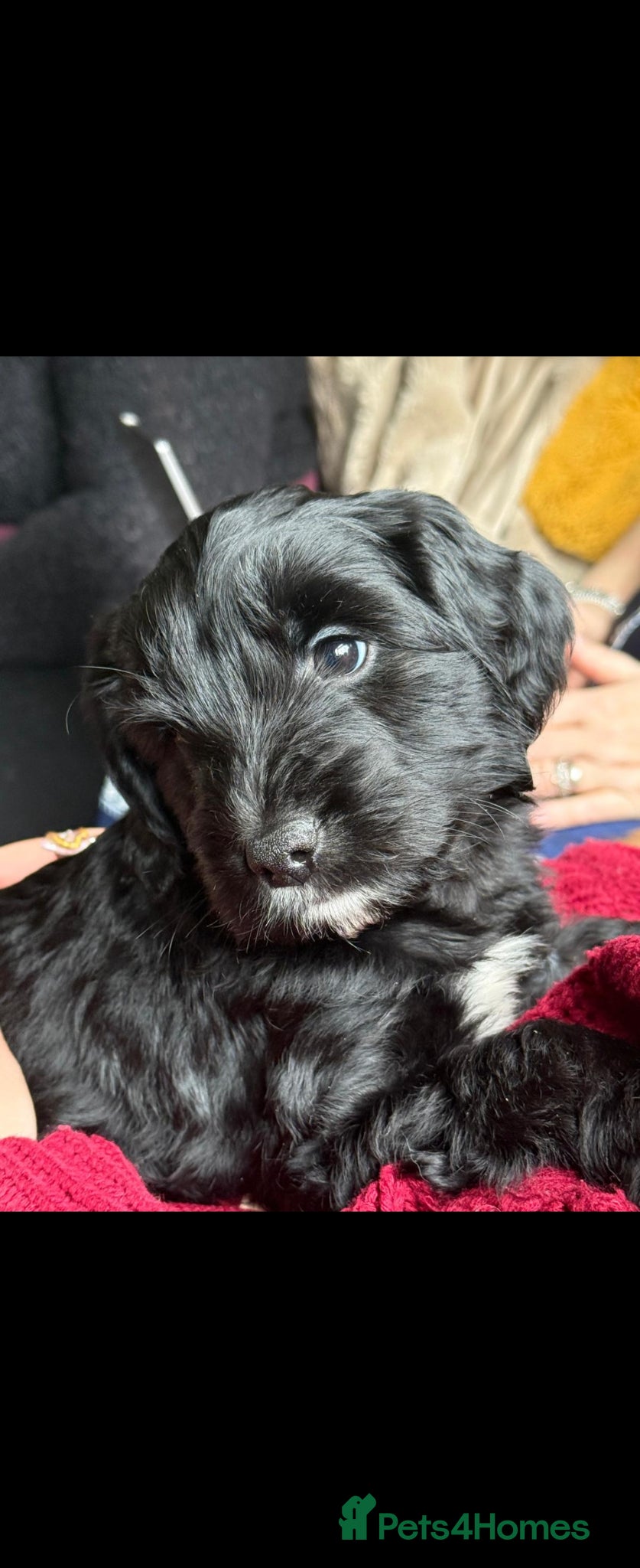 Mixed Breed dogs 7 beautiful shocker pups - Advert 4