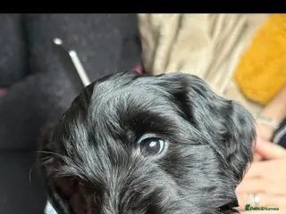 Mixed Breed dogs 7 beautiful shocker pups - Advert 4