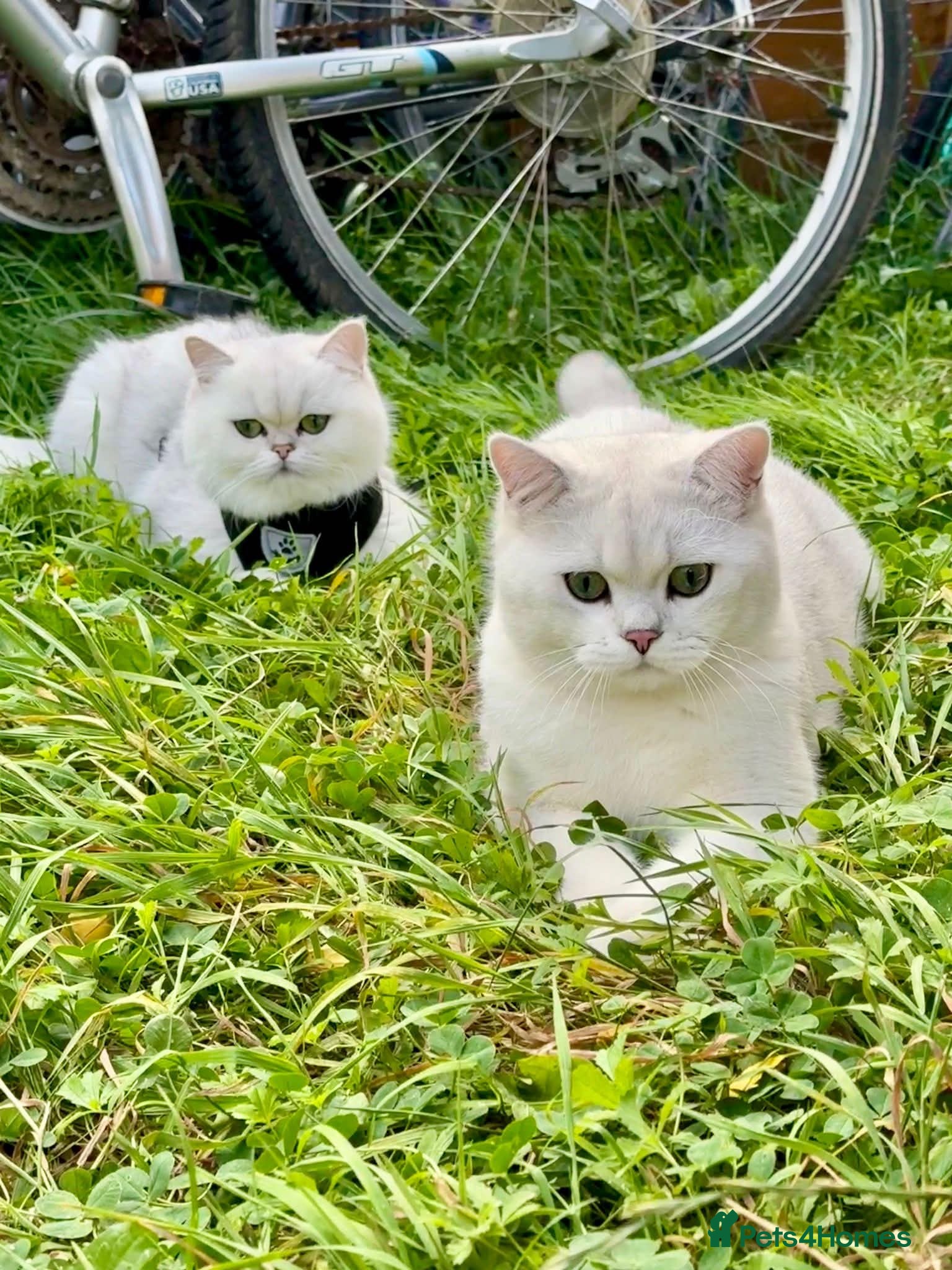 British Shorthair cats British Shorthair kittens  - Advert 1