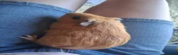Guinea Pig rodents for sale: 2 bonded guinea pig girls in Sleaford - Advert 12