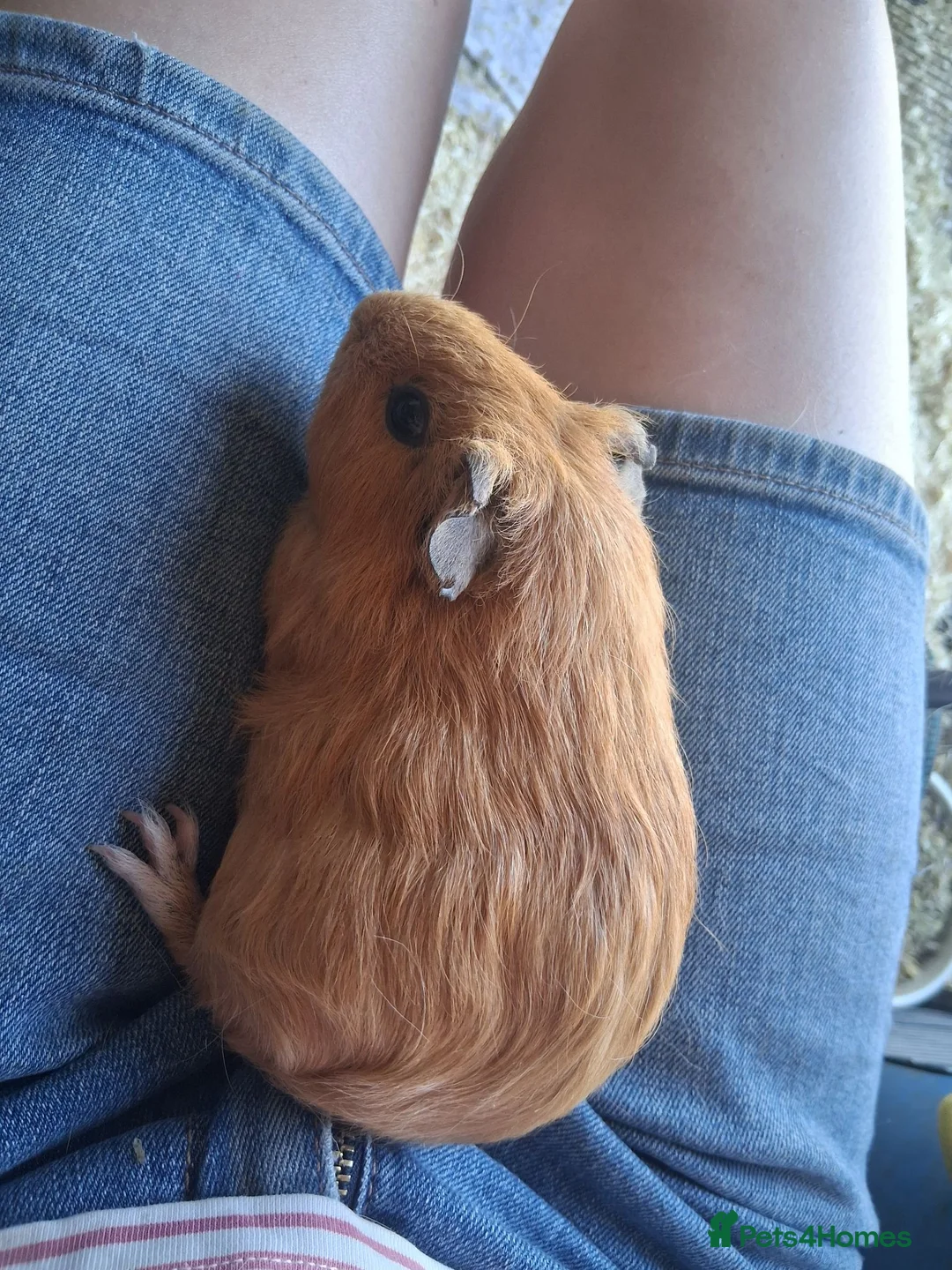 Guinea Pig rodents for sale: 2 bonded guinea pig girls in Sleaford - Advert 12
