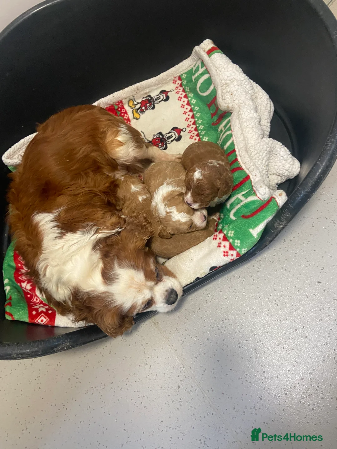 Cavapoo dogs for sale: 3 Gorgeous cavapoos 2male, 1 female  - Advert 6