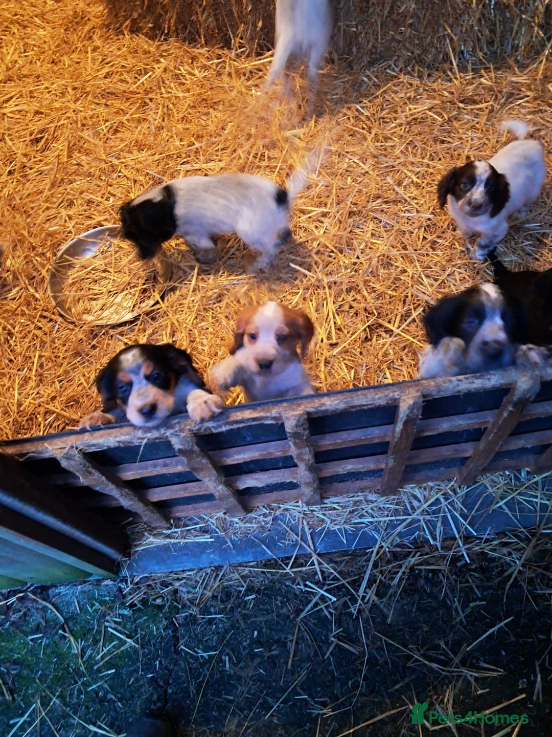 Cocker Spaniel dogs for sale: Cocker spaniel puppies  - Advert 6