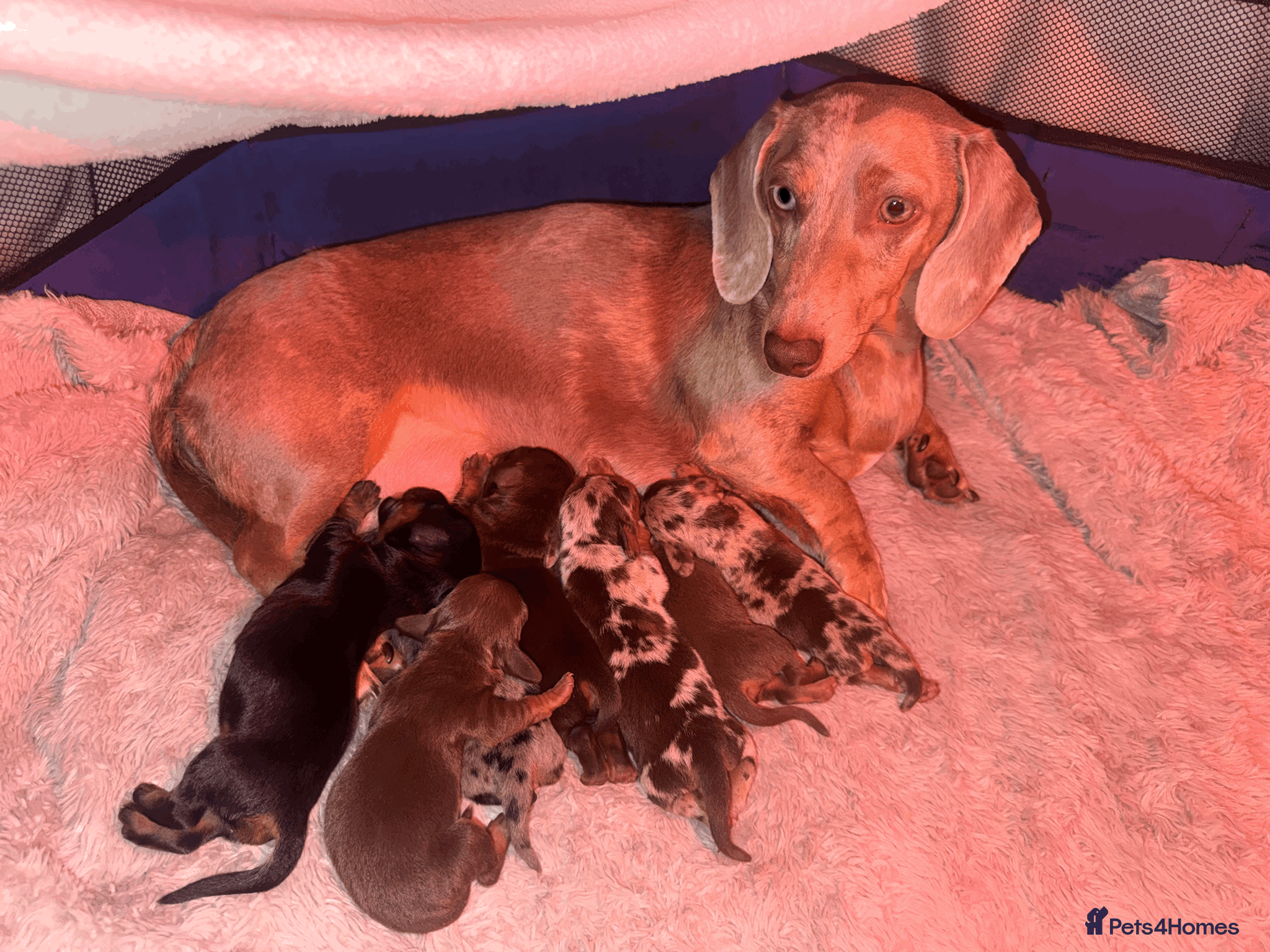 Miniature Dachshund dogs KC REG Smooth Hair Miniature Dachshund Puppies - Advert 1