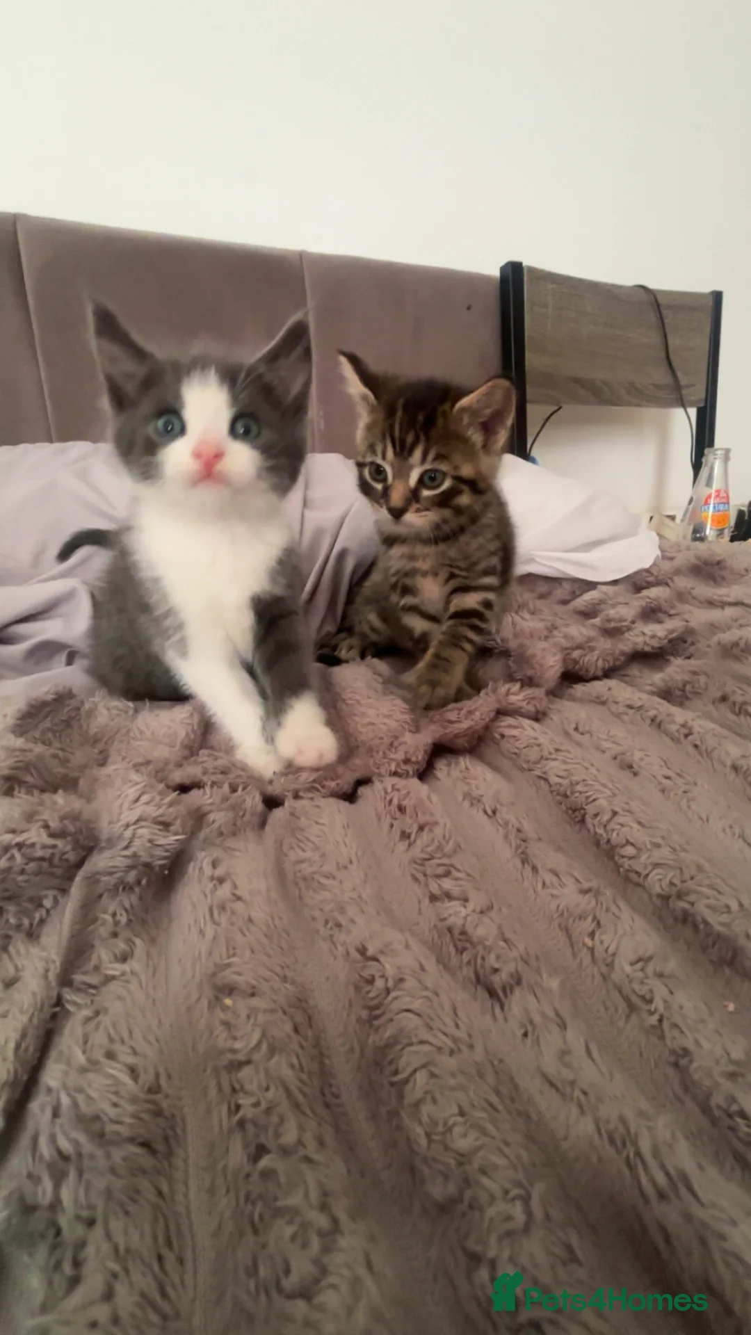 Mixed Breed cats for sale: Beautiful grey kittens - Advert 7