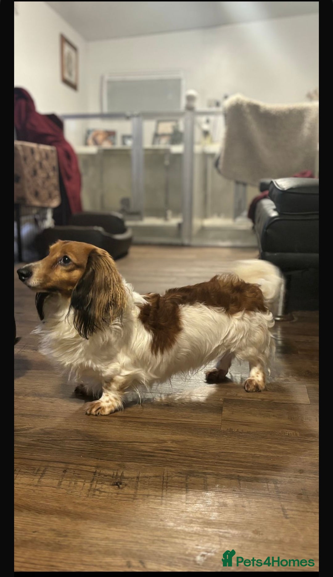 Miniature Dachshund dogs for stud: miniature dachshund STUD - Image 2