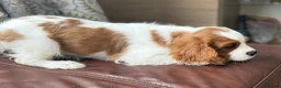 Cavalier King Charles Spaniel dogs for sale: Very active and super sweet boy is ready to go - Advert 22