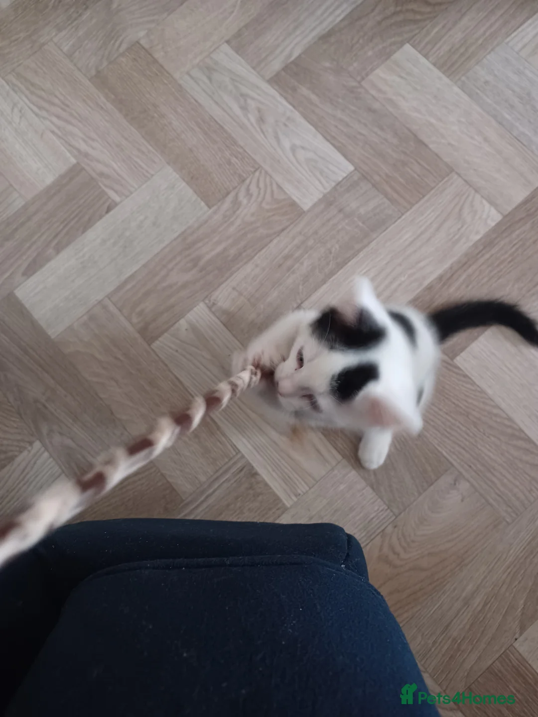 Mixed Breed cats for sale: Kittens - Advert 2