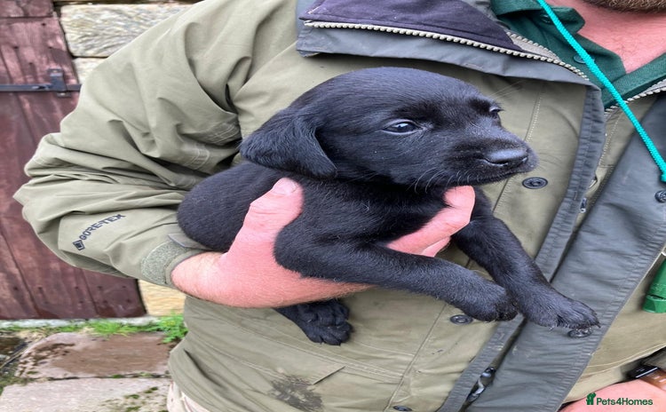 Labrador Retriever dogs - Advert 12