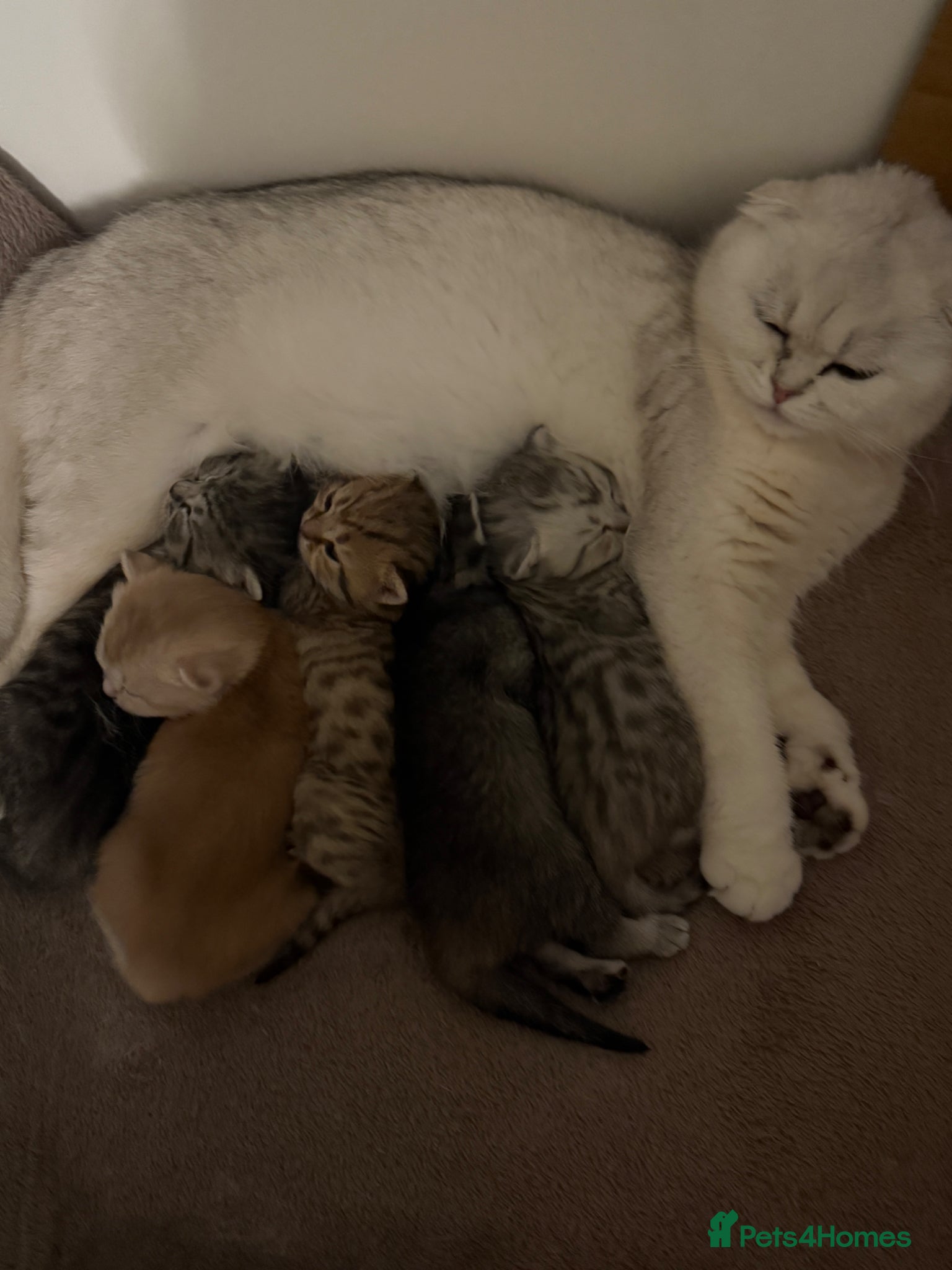 Mixed Breed cats Pure Scottish fold X Tabby - Advert 3